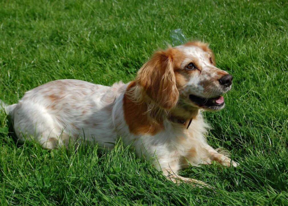 #47. English Cocker Spaniel